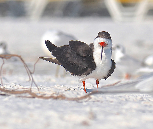 Black Skimmer; Sarasota, FL; February