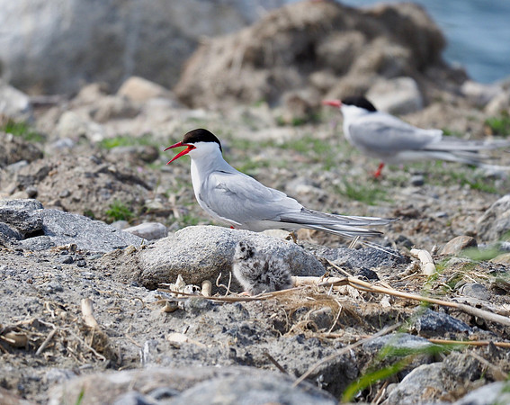 Arctic Terns with chick.