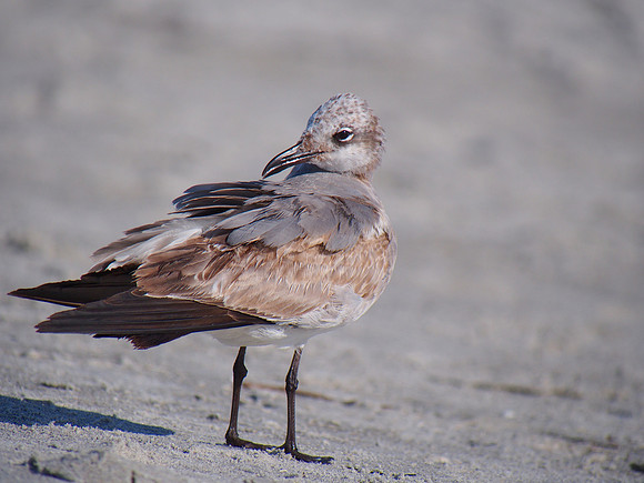 Laughing Gull, juvenile; Sarasota, FL; January