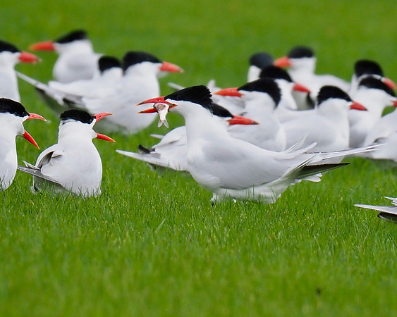 Caspian Terns; Port Washington Harbor; May