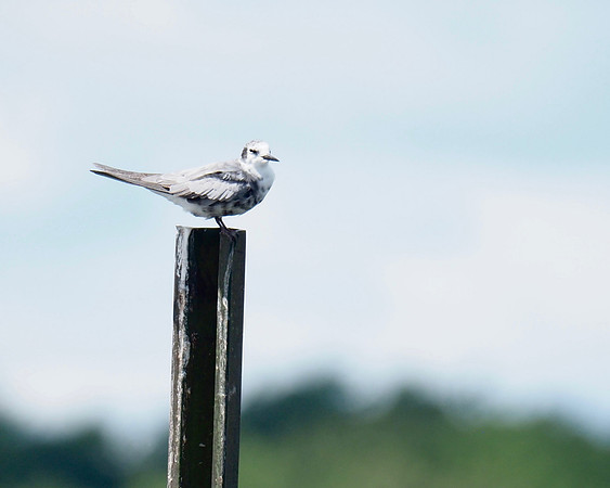 Black Tern; Horicon Marsh; August