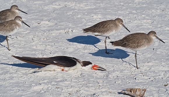 Black Skimmer and Willets; Sarasota, FL; February