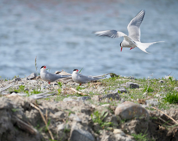 Arctic Terns
