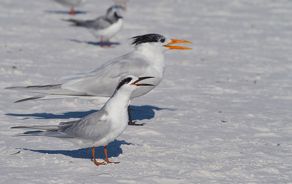 Forster's Tern and Royal Tern; Sarasota, FL; February