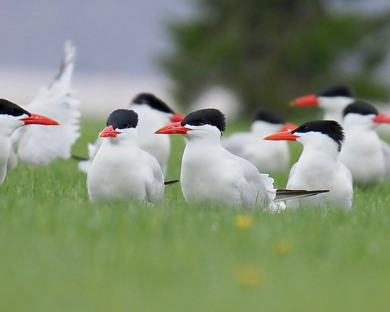 Caspian Terns