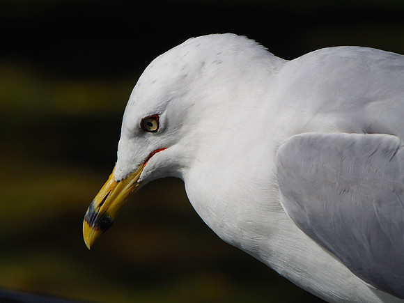 Ring-billed Gull; Marquette, MI; August