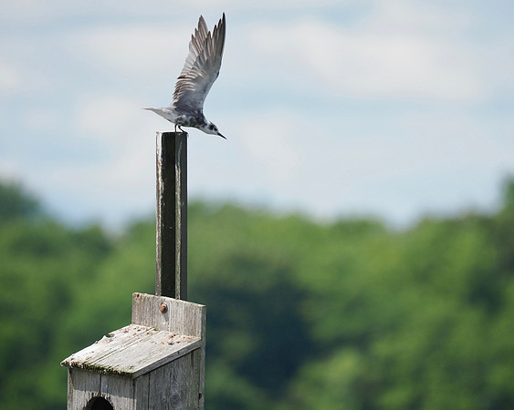 Taking off.