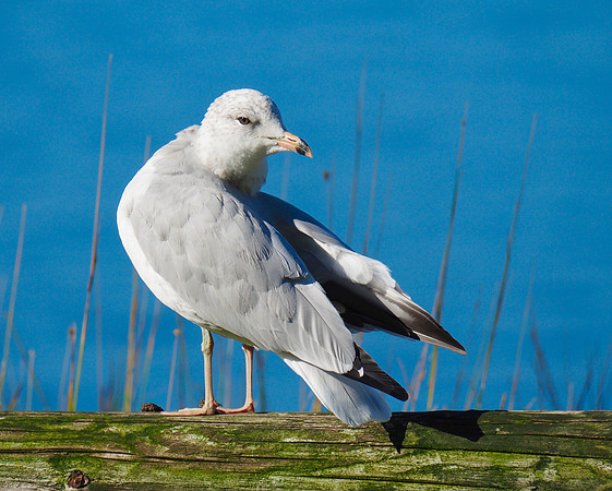 Ring-billed Gull; Marquette, MI; August