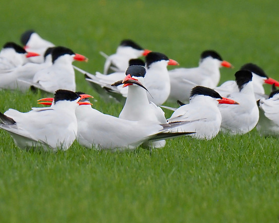 Caspian Terns