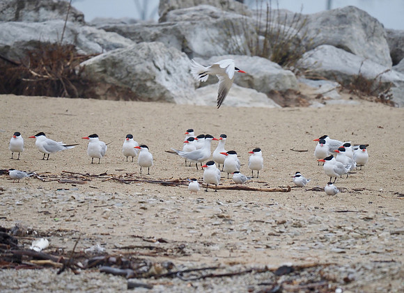 Terns and some young ones.