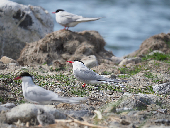 Arctic Terns; Vaasa, Finland; June.