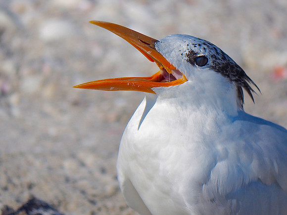 Royal Tern; Sarasota, FL; February