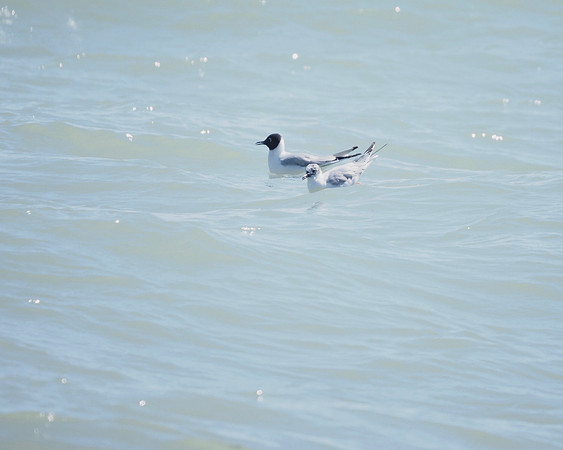 Franklin's Gulls