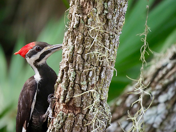 Pileated Woodpecker