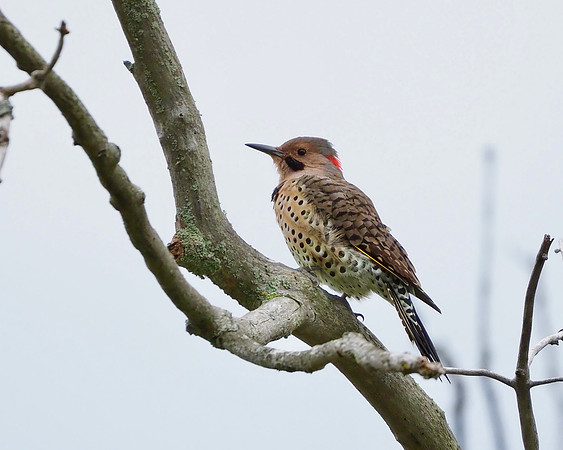 Northern Flicker, gotta love those polka dots!