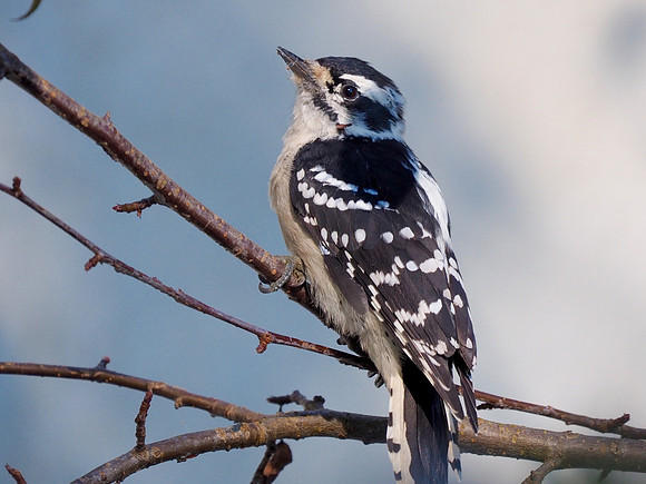 Downy Woodpecker; Lake Park, Milwaukee, WI; September