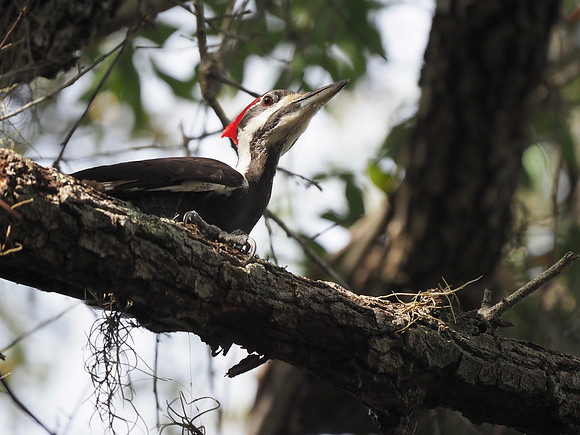 Pileated Woodpecker