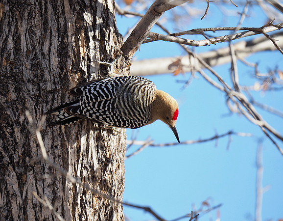 Gila Woodpecker, showing his red crown.