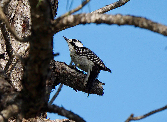 Red-cockaded Woodpecker, Florida.