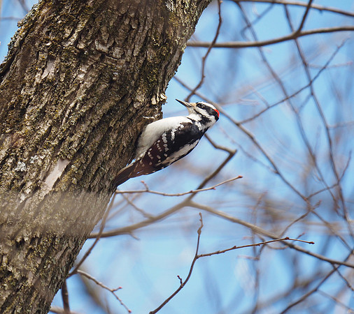 Hairy Woodpecker; April