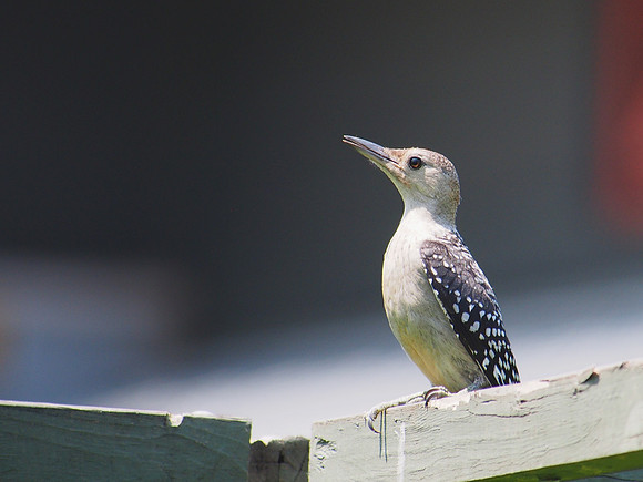 Red-bellied Woodpecker, juvenile.