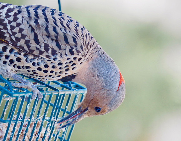 Eating suet when the ground is covered with snow.