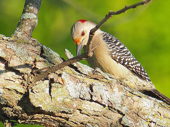 Red-bellied Woodpecker; UW Madison Arboretum, WI; May