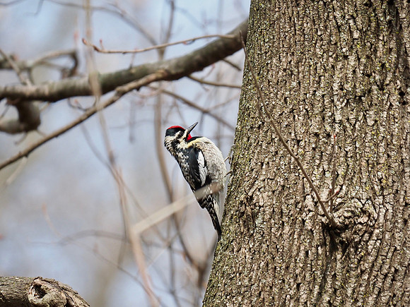 Yellow-bellied Sapsucker