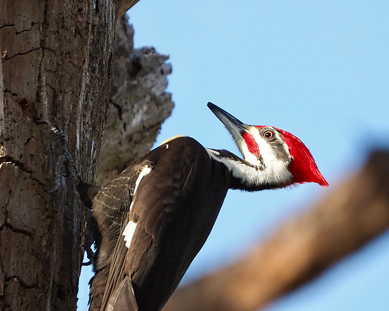 Pileated Woodpecker, Venice, FL