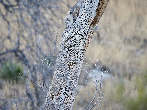 Acorn Woodpeckers' granary.