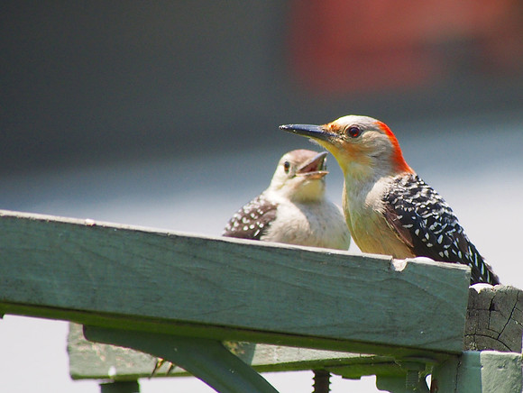 Red-bellied Woodpeckers; Schlitz Audubon Nature Center, Milwaukee, WI; July