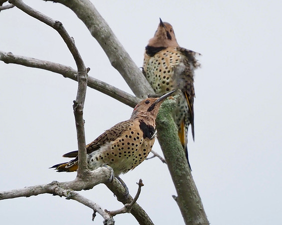 Northern Flickers