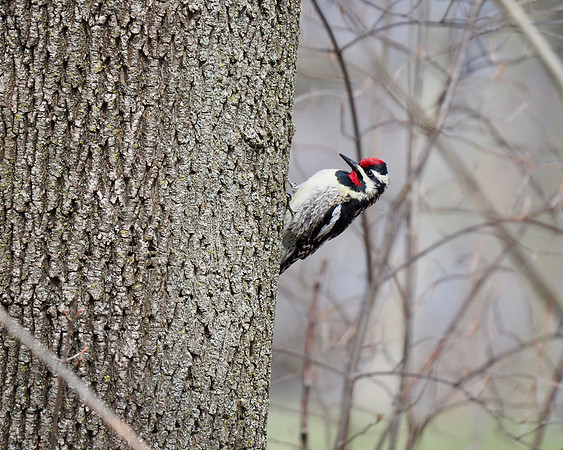 Yellow-bellied Sapsucker; Lake Park; April