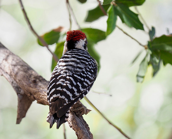 Ladder-backed Woodpecker