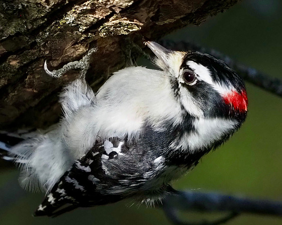 Downey Woodpecker working on a hole.