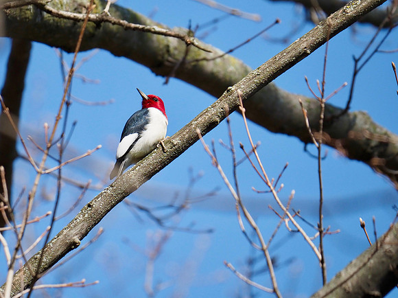 Red-headed Woodpecker; Lake Park; May