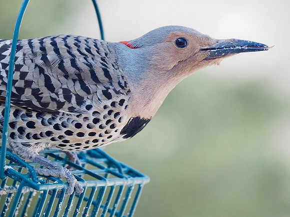 Northern Flicker on suet feeder.