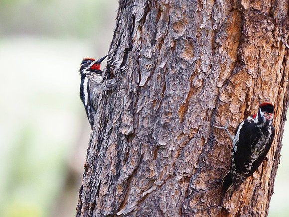 Red-naped Sapsuckers