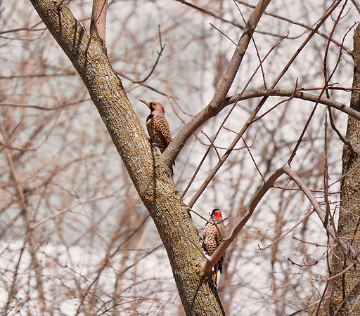 Northern Flickers; Lake Park, Milwaukee, WI; April
