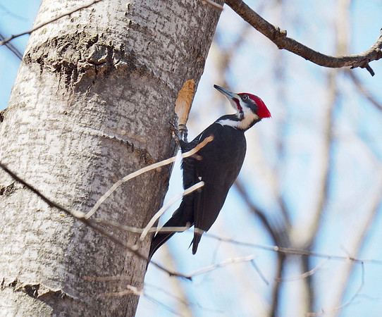 Pileated Woodpecker; Lapham Peak State Park, WI; March