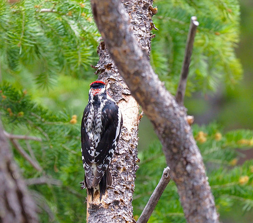 Red-naped Sapsucker; Rocky Mountain National Park, CO; June