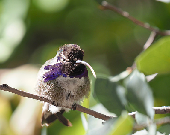 Costa's Hummingbird; Arizona-Sonora Desert Museum.