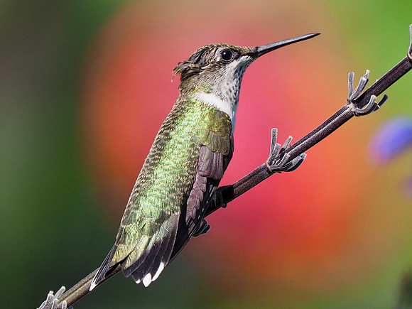 Pollen stuck on the head.