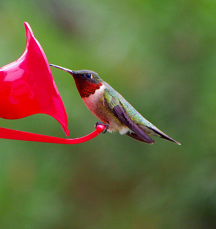 Ruby-throated Hummingbird; Whitefish Bay, WI; May