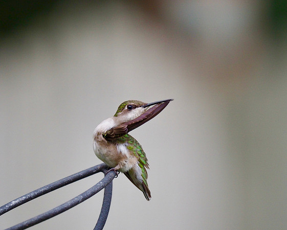Preening the wing.
