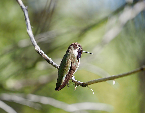 Costa's Hummingbird; Tohono Chul, Tucson, AZ; January