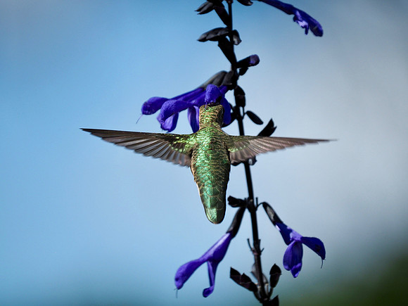 Ruby-throated Hummingbird; Lynden Sculpture Garden; September.