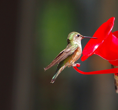 Broad-tailed Hummingbird; Rocky Mountain National Park, CO; June