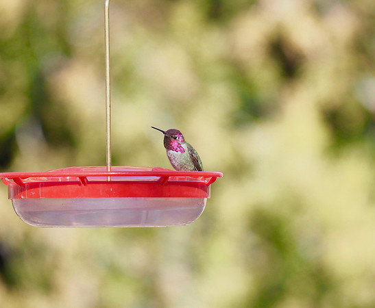 Anna's Hummingbird; Red Rock State Park, Sedona, AZ; January