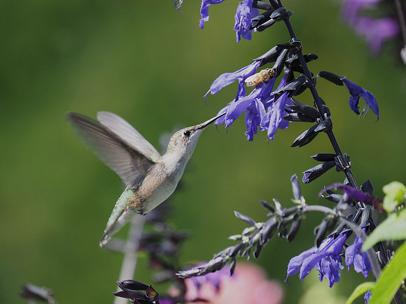 Feeding on the salvia.